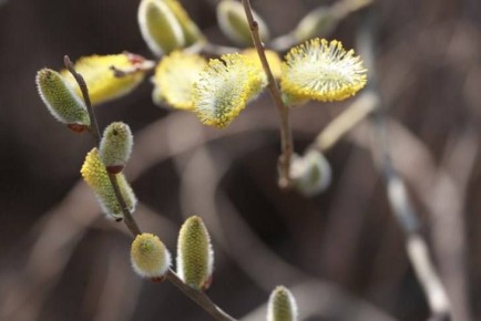 Апрель 2026: Главные праздники месяца!
