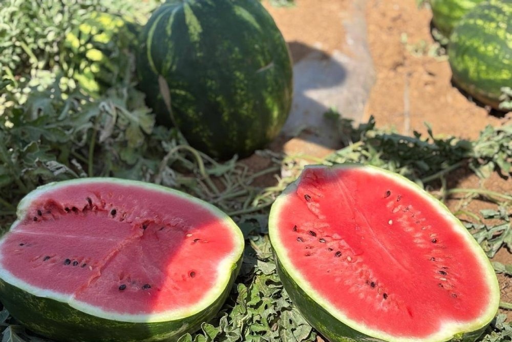Арбузный рай: как выбрать, есть и готовить этот сочный дар природы