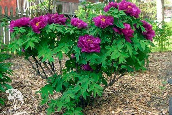 ���� ����������: ���������� ���� ��� ������ ����