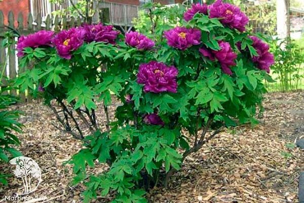 Пион Фиолетовый: Уникальный сорт для вашего сада