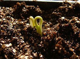 ������ ������ ��� �������: ������ ��������� � ���������� ����