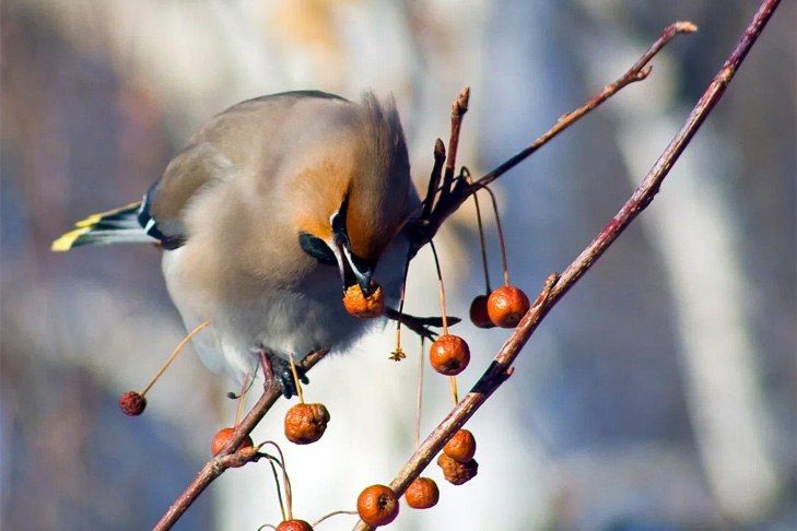 ������� ������ �� 4-5 ������ � ������������ ������� ���������