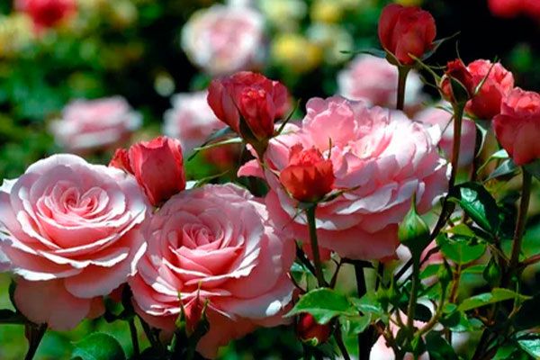 ��� ����� ����� � ��������� ��� � ������� ��� ������� ������� �������� ����