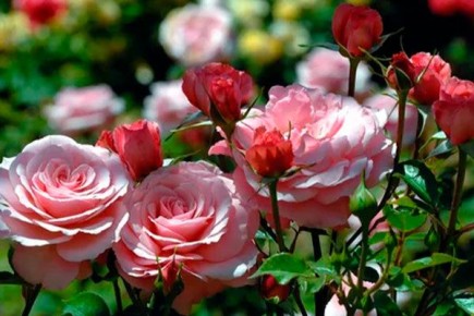 ��� ����� ����� � ��������� ��� � ������� ��� ������� ������� �������� ����