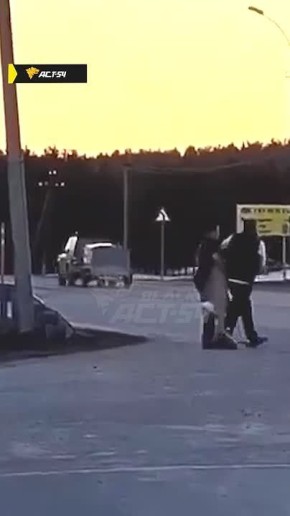 В Ордынском районе двое молодых людей помогли косуле перейти через оживлённую трассу