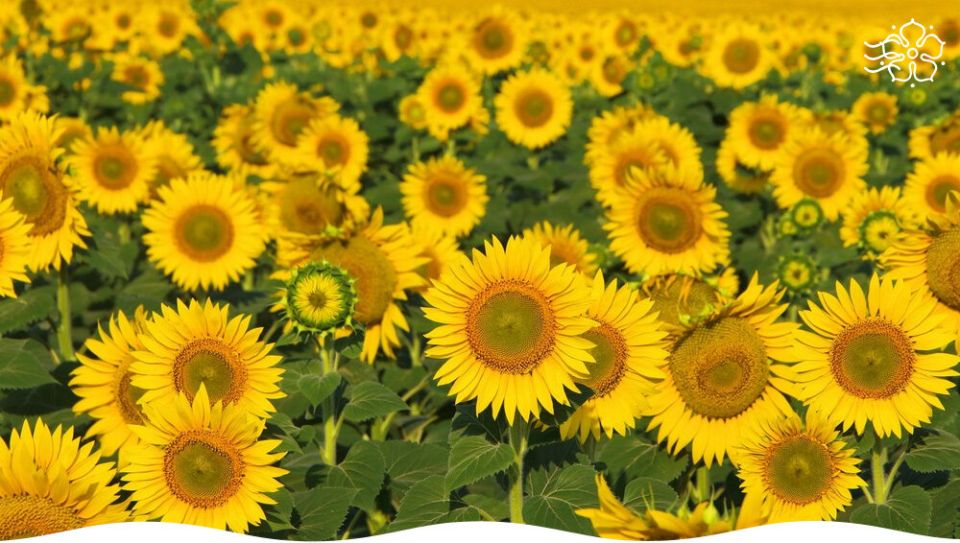 ������ ����� ������������� ��� ������ ������