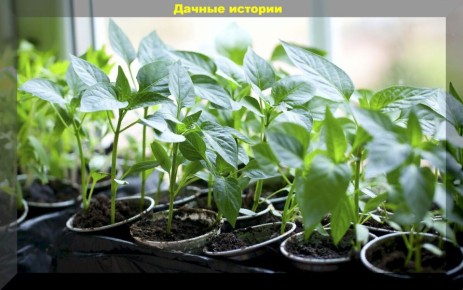 ��������� �������: ������� ��������� �������������� ��� ��������