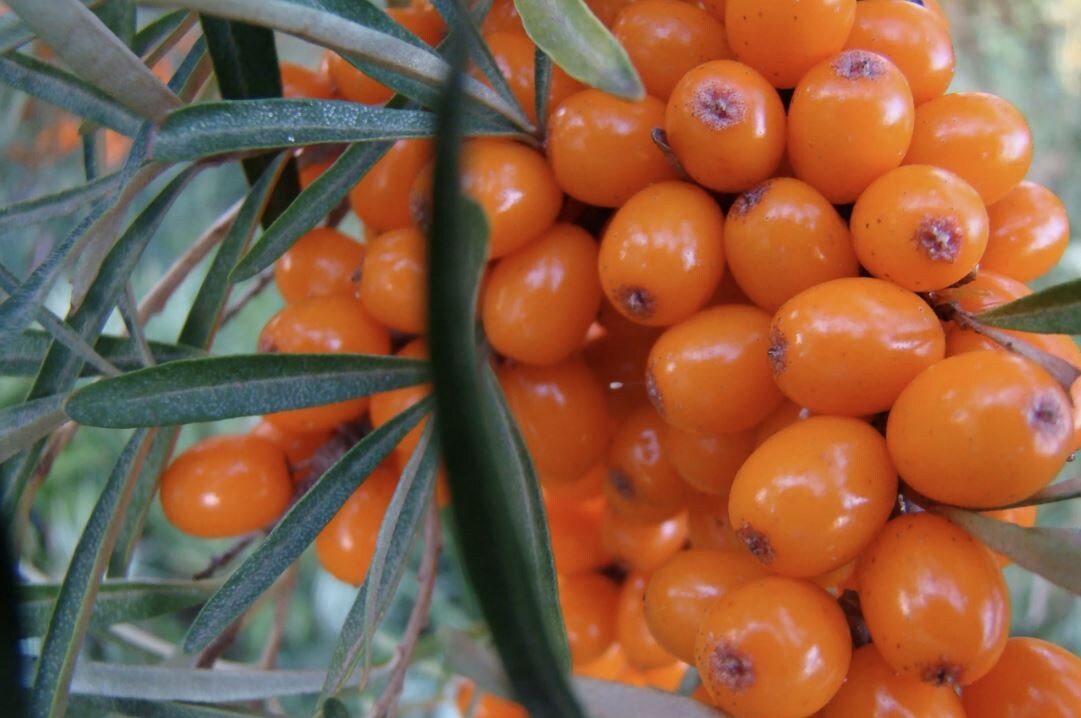 Секреты сбора облепихи: как выбрать идеальное время и сохранить витамины