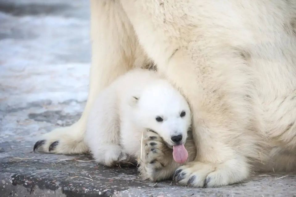 ��������� ��� ��� ������ ���������� ��������� ������������