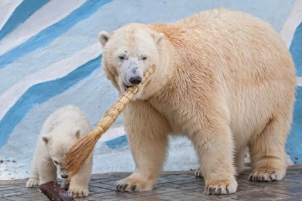 Новосибирский зоопарк ищет имя для нового медвежонка Кая и Герды