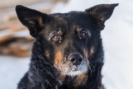 Пьяному живодеру с ножом оставили без изменения приговор в Новосибирске
