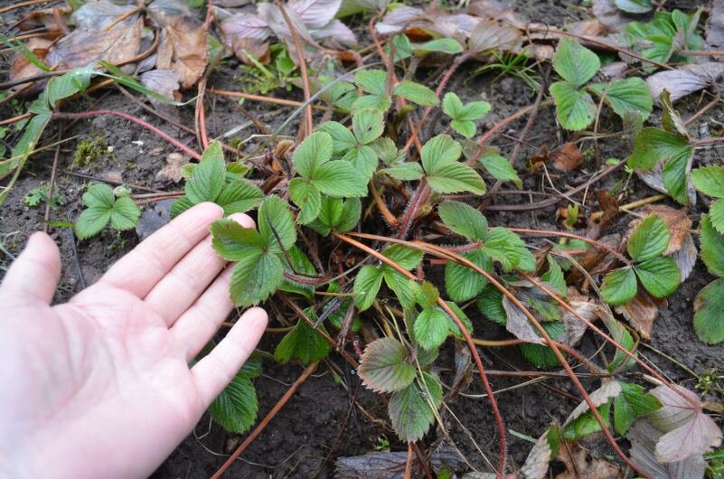 Тайны весеннего ухода за клубникой: как добиться богатого урожая ягод