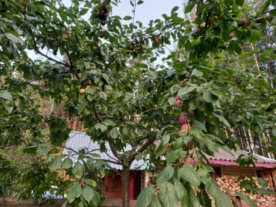 ��� ��������� ����������� ����� �������� ��������: ������ ��� ���������