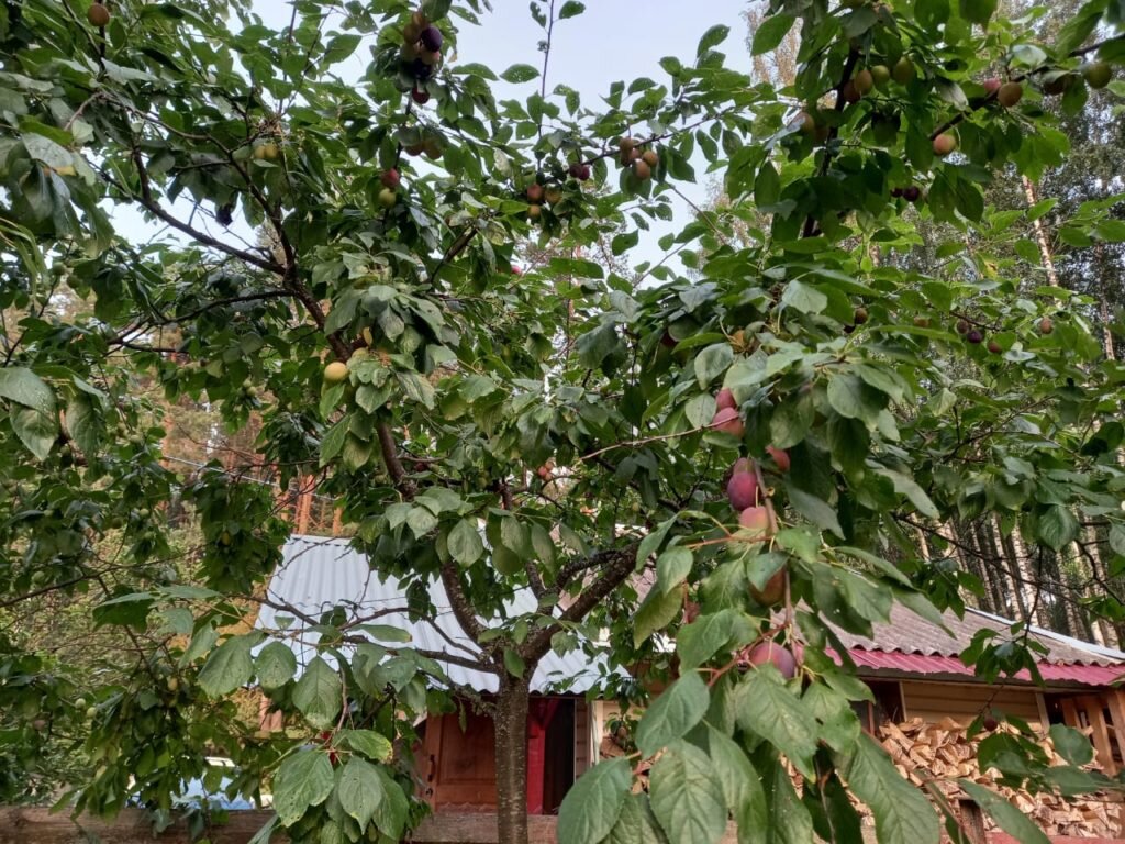 Как правильно формировать крону сливовых деревьев: советы для садоводов