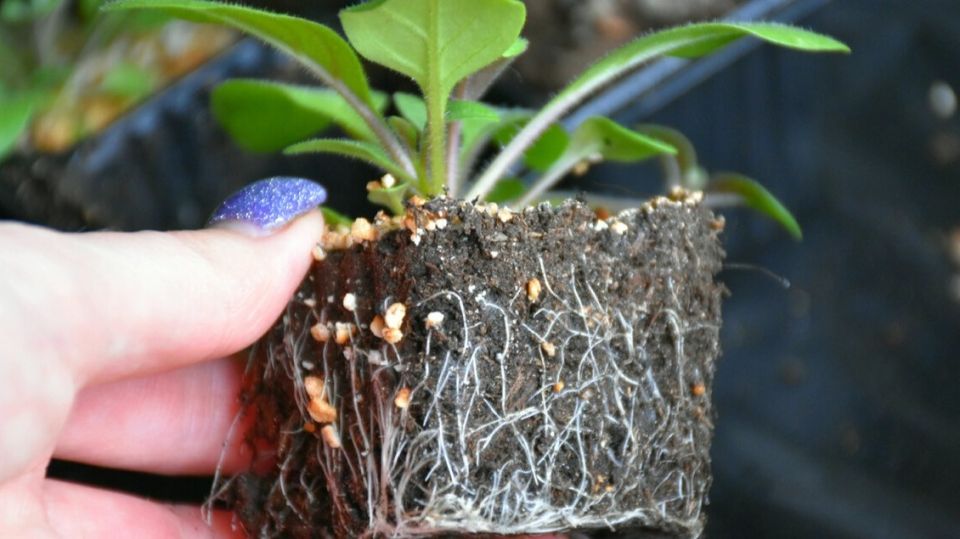 ����������� ����� ���������� ������� �������: �� 7 ���� � �������� ������