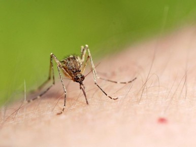 Как защититься от комаров: натуральные методы и научные открытия