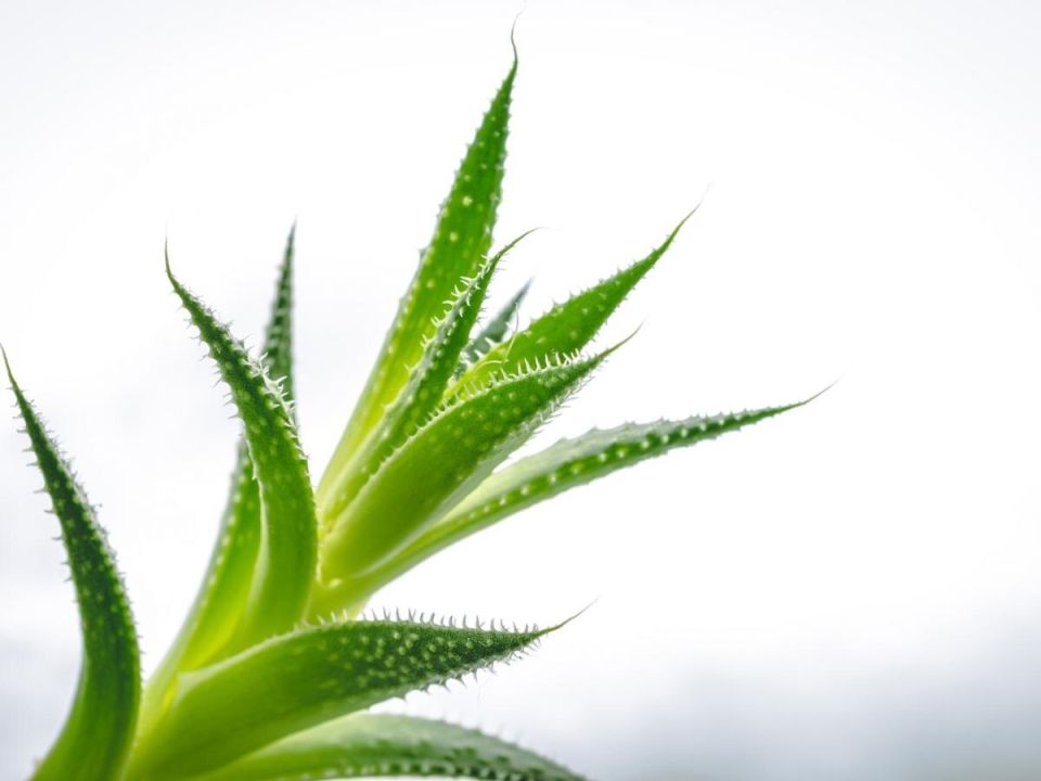 ����: �������� �������� �� ������� ����� ���������