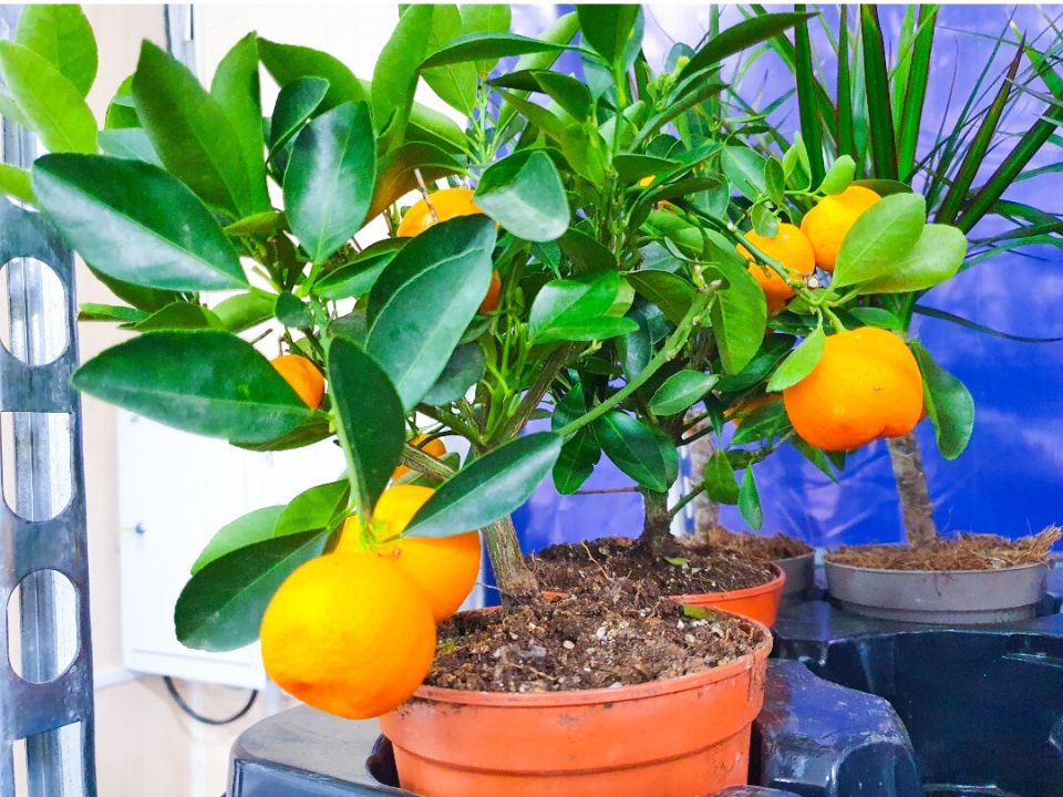 ������ ����� �� ���������� ����������: ������ �� ����� �����