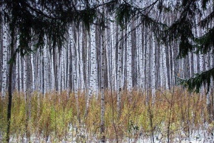 Березы заплакали на неделю раньше в Новосибирской области — биолог Яновский