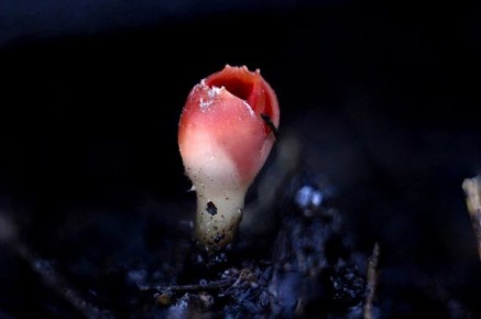 В Новосибирской области появились первые грибы