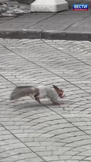 Мама-белка. Сотрудники новосибирского зоопарка засняли редкий момент: белка переносила своих крошечных детёнышей из одного укрытия в другое