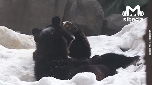 Уссурийские мишки Фима и Дуся кайфуют в Новосибирском зоопарке