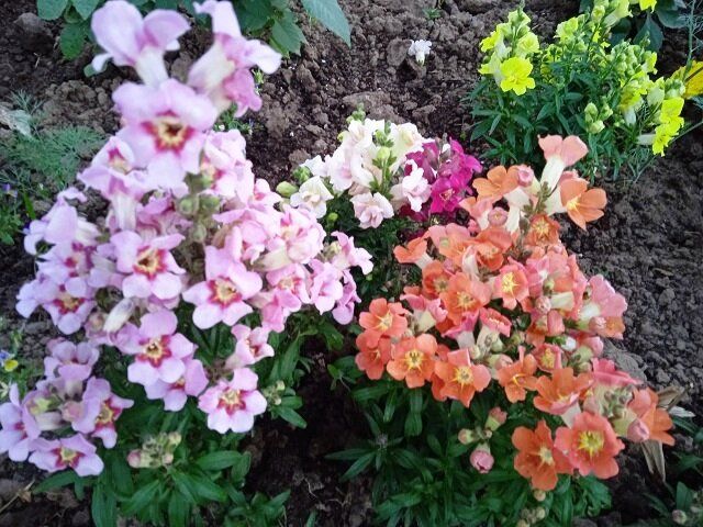 ������� ���: ��������� ������� ��� ����� � ������� �����