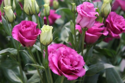 Как вырастить эустому: секреты успешной рассады