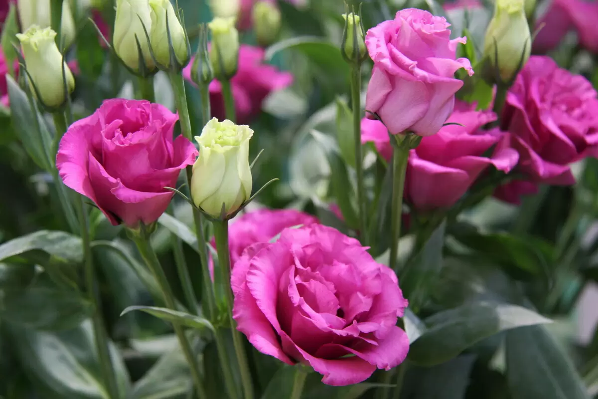 Как вырастить эустому: секреты успешной рассады