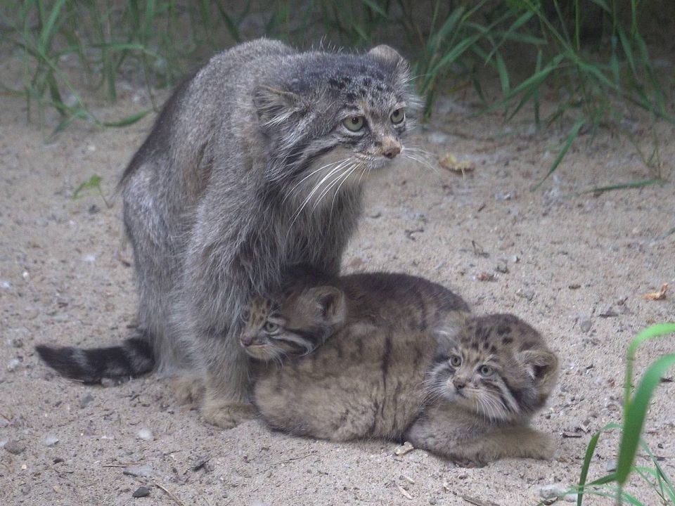 ����������: ��� � ���������� ���������� � ������� ��������� ���������-�����!