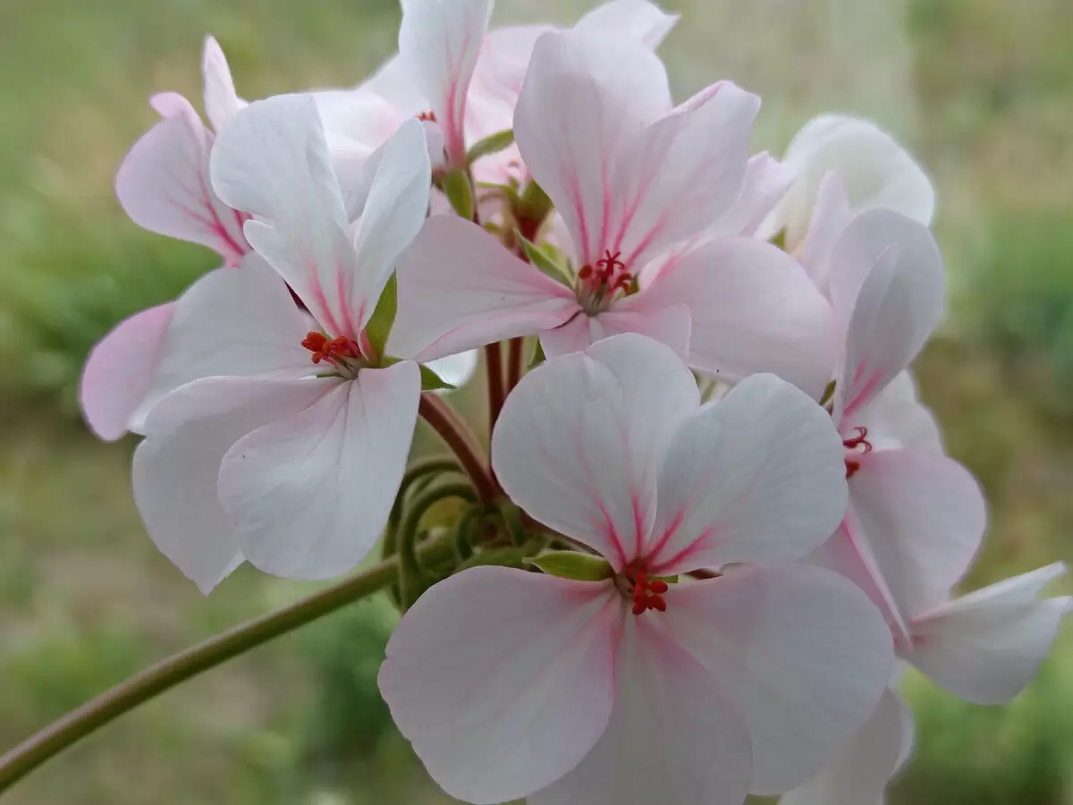 Как ухаживать за геранью в апреле, чтобы она радовала цветением все лето