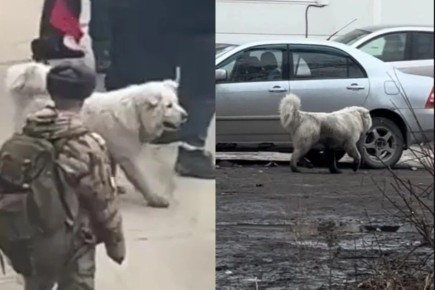 Под Новосибирском алабай напал на двух школьниц