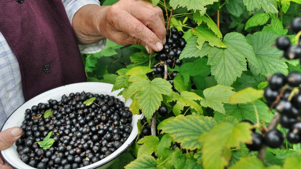 ���� �� ���������� ����� ����� ������: ������� � ��������� ��������