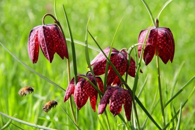 ���������� �������: ��� ������� � ��������� ��������