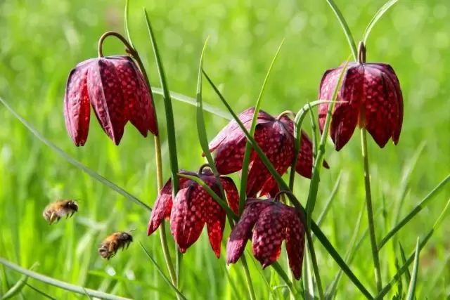 Элегантные рябчики: как выбрать и правильно посадить