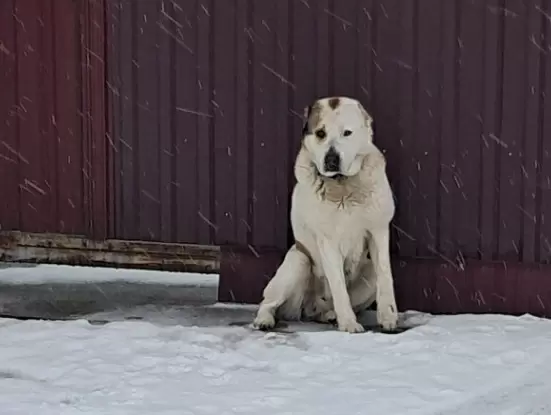 Как выбрать настоящего охранника для частного дома: советы от соседей