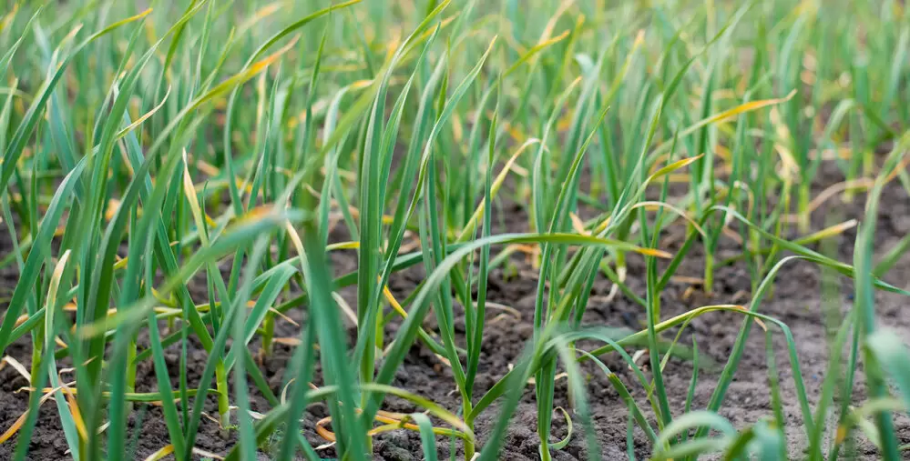 Как спасти чеснок от пожелтения: секреты успешной весенней подкормки