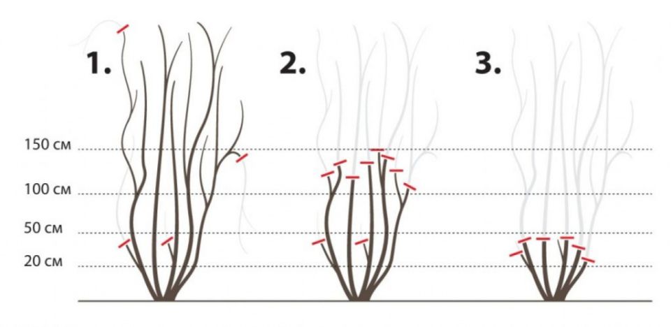 ��� ��������� �� ����������� � �����: ������ �� �������, �������� � ���������