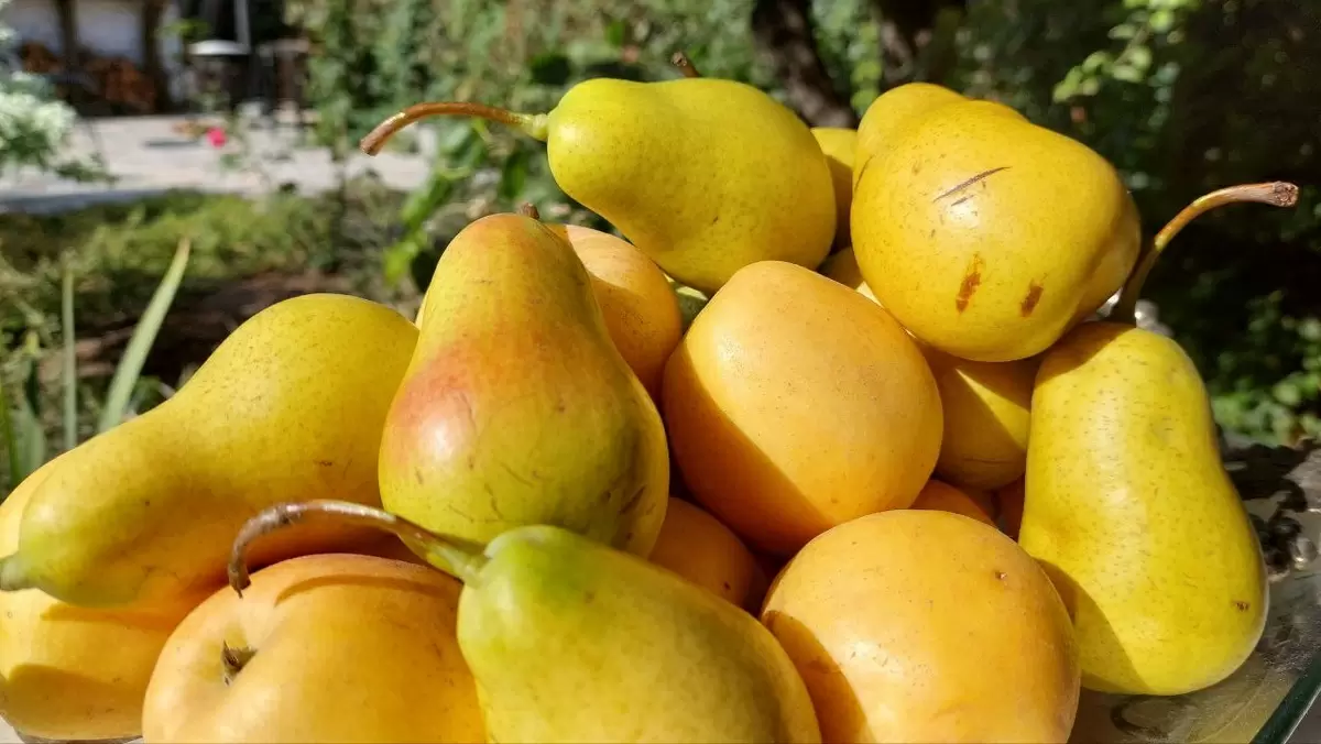 Прикоснитесь к истории: праздничный день груши