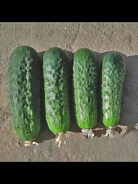 ������ �����: ��������� ����� ��� ������� � ���������� �������