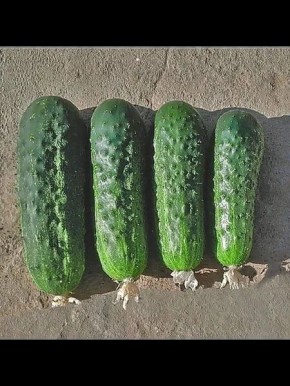 Огурец Драйв: идеальный выбор для теплицы с хрустящими плодами