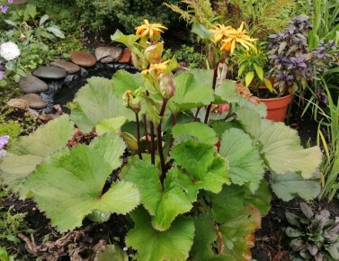 Бузульники: яркие акценты в вашем саду