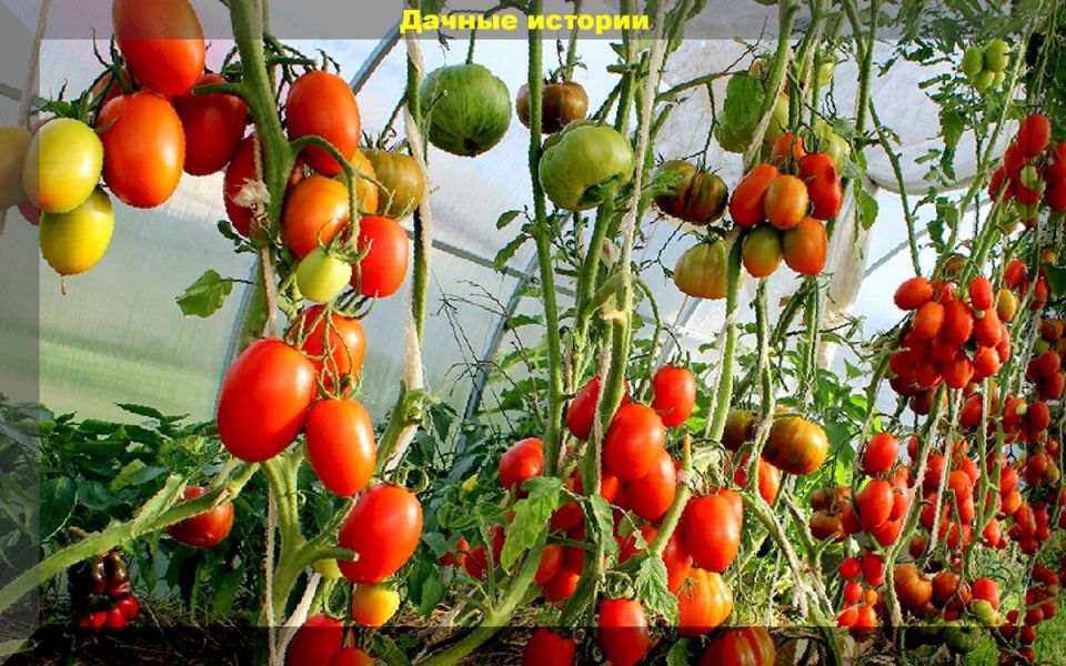 ��� �������� ������ �� �������� � �������� �� ���������� � ����� ����