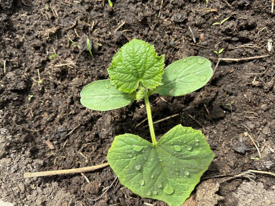 ������ ������ ��������: ����� �� �������� ������ � ����?