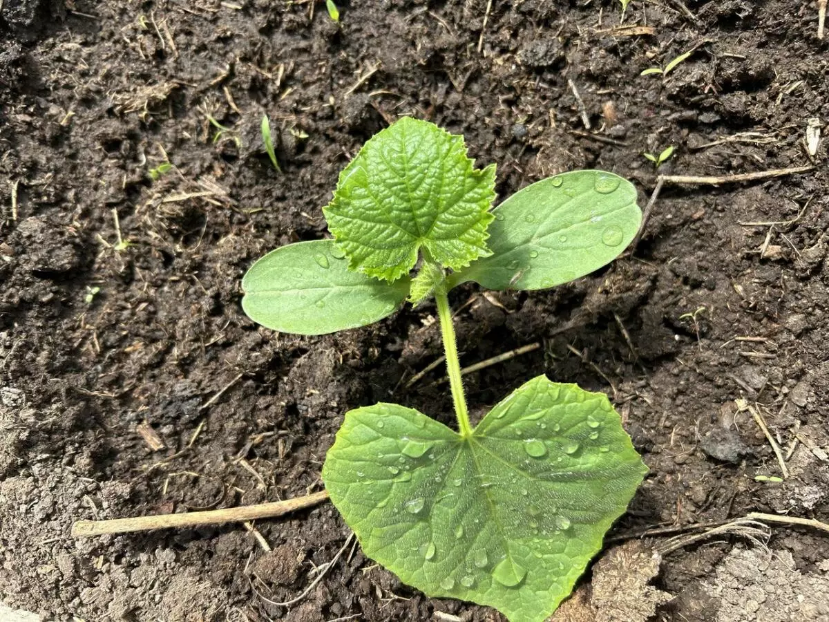 Угроза ночной прохлады: стоит ли укрывать огурцы в июне?