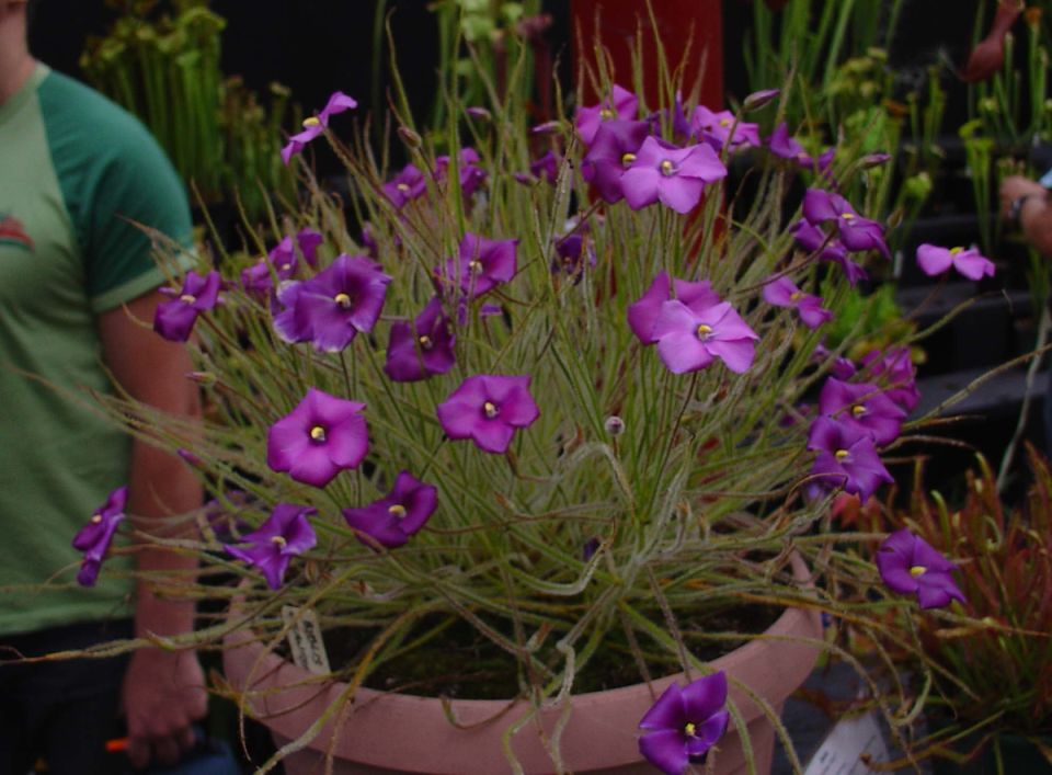 ������: ���������� ������� �� ���������, ������� �� ����� ������, ��� �������