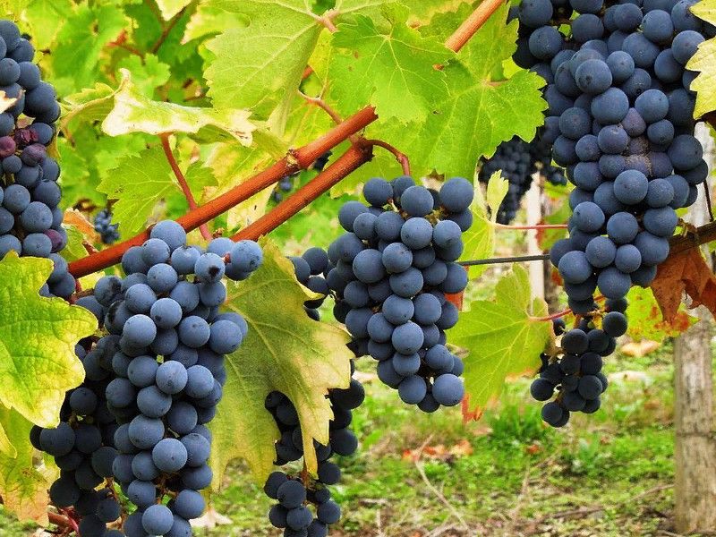 ������������ ����� ���������, ������� ����� ��������� � ������� ������ ������