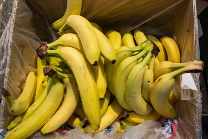 Россия вводит стандарты для бананов