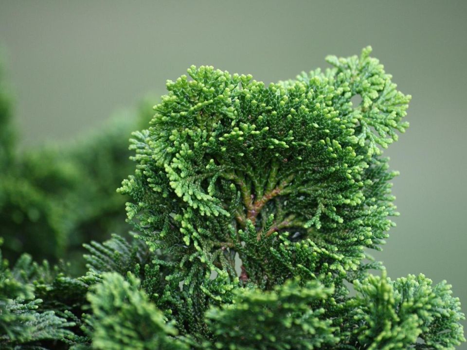 ��� �������� ��� �����: ������ �� ����� � �������������� �������