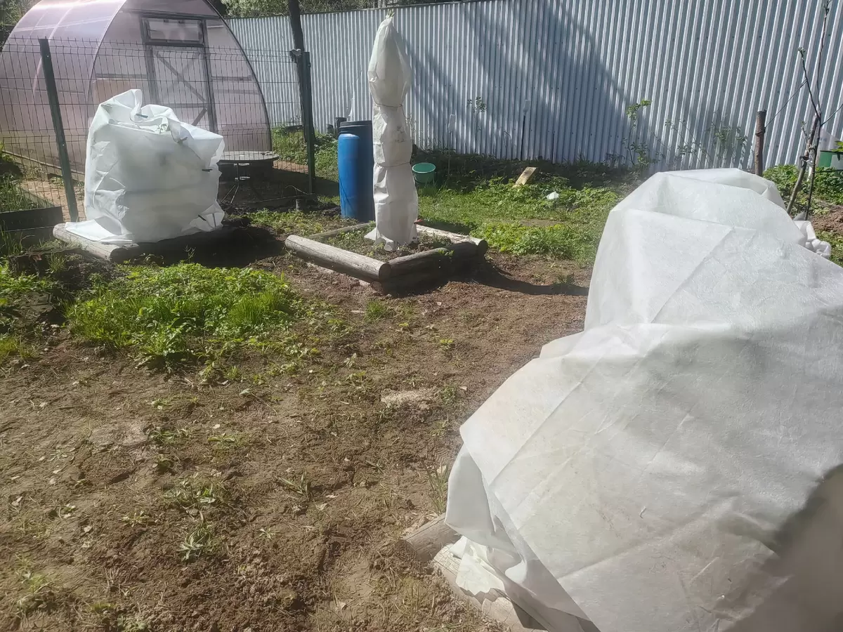 Как вернуть жизни своему саду после морозов: доступные и действенные методы